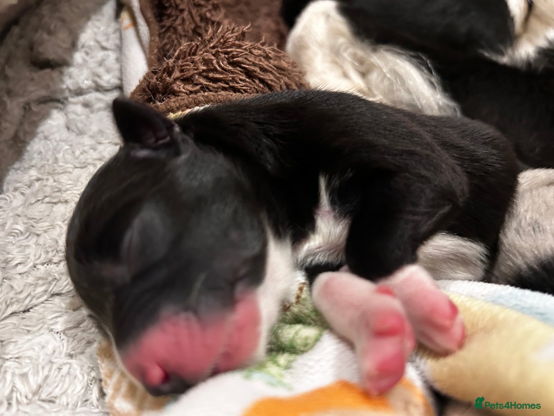 Border Collie dogs for sale: 5⭐️breeder KC DNA tested champions border collie  - Advert 26