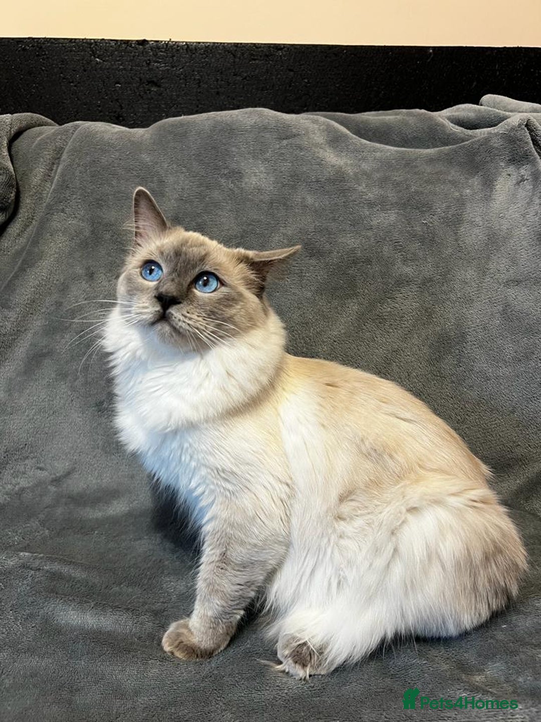 Ragdoll cats for sale: GCCF Registered Kittens*Ready to go* - Advert 8