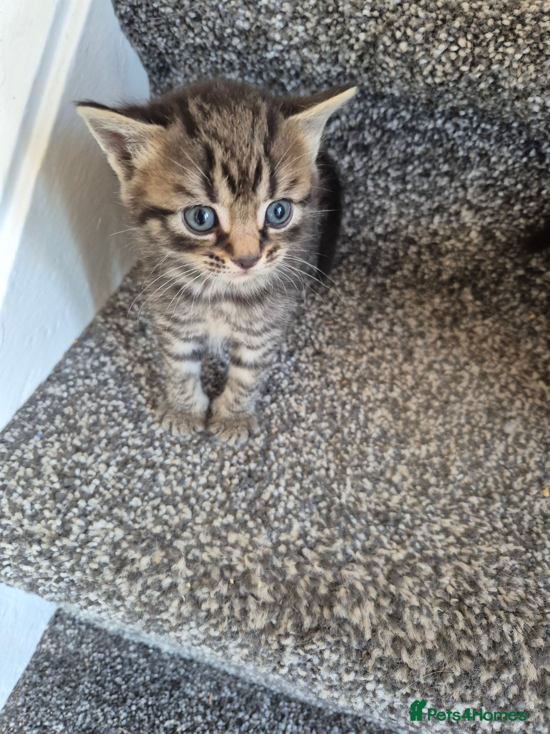 British Shorthair cats for sale: British short-hair x - Image 1