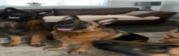 German Shepherd dogs for stud: KENNEL CLUB REGISTERED German Shepherd Stud in Macclesfield - Advert 11