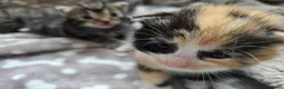 Mixed Breed cats for sale: kittens for sale!!  - Advert 21