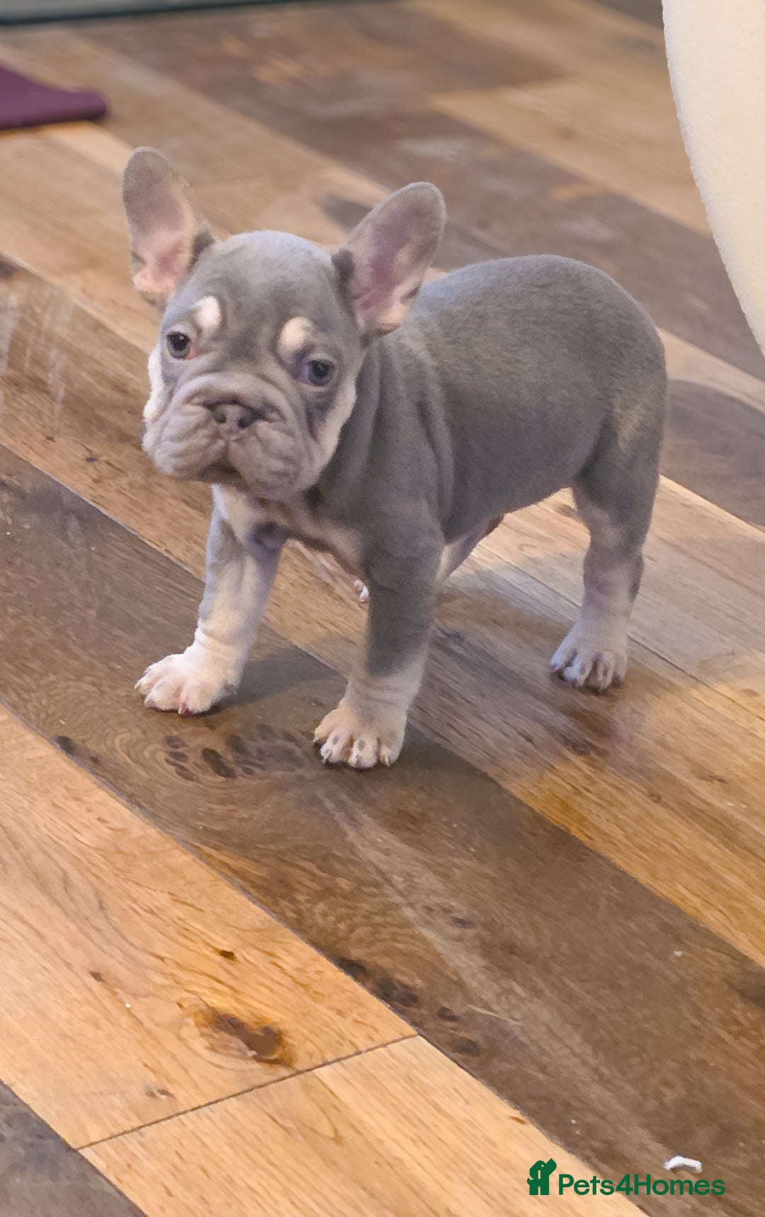 French Bulldog dogs for sale: 🐾 Exceptional French Bulldog Puppies Available 🐾 - Advert 7