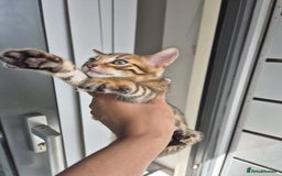 Bengal cats for sale:  🐾Four Beautiful Bengal Kittens🐾 - Image 6