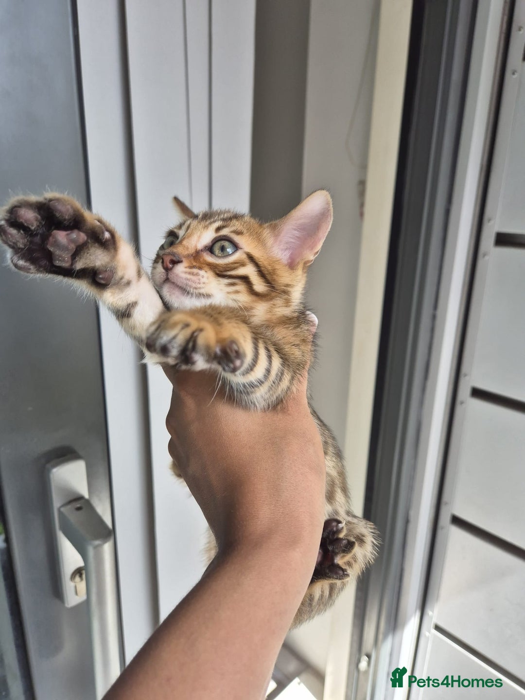Bengal cats for sale:  🐾Four Beautiful Bengal Kittens🐾 - Image 6