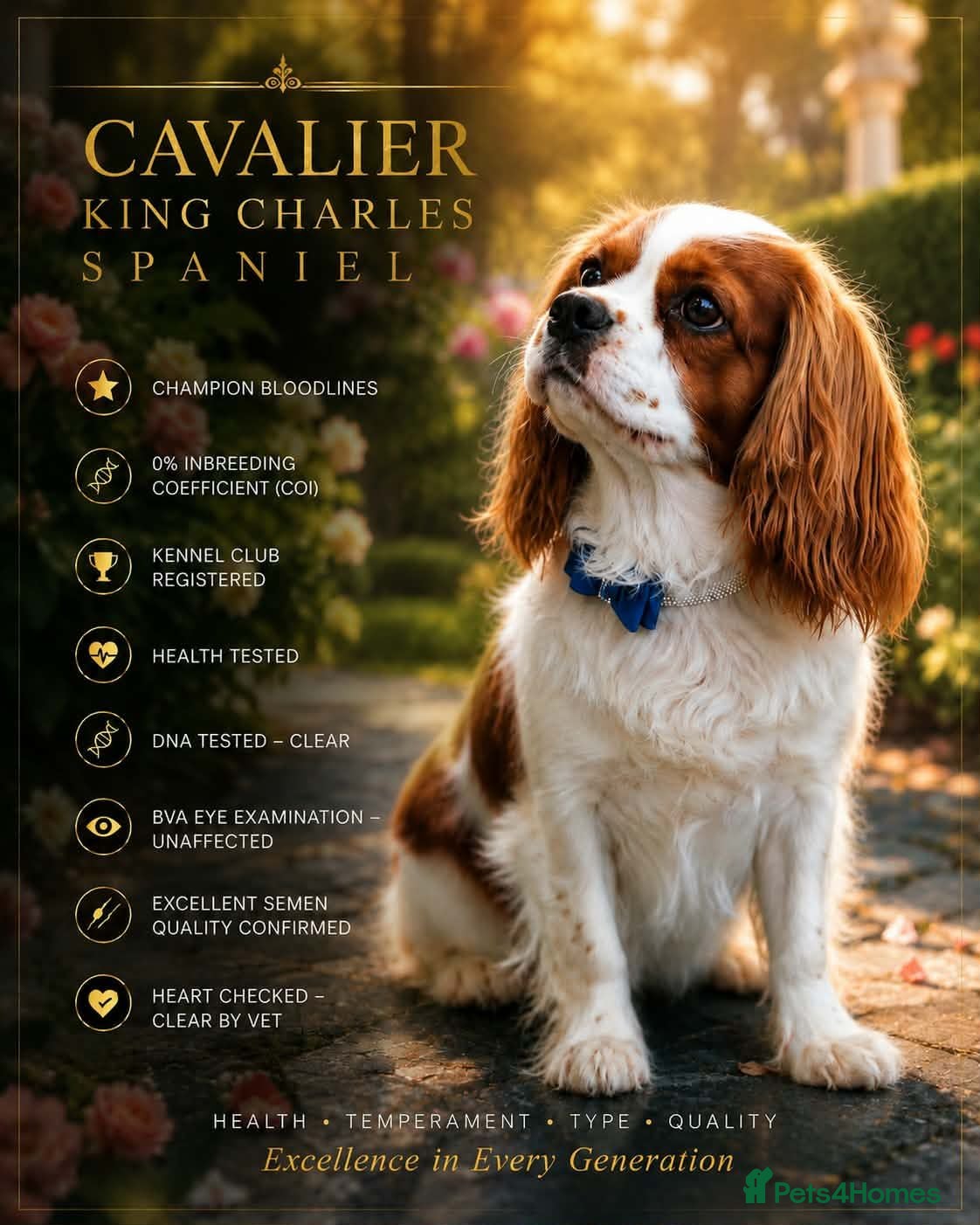 Cavalier King Charles Spaniel dogs 🥇0%COI DNA Clear KC Reg Cavalier Stud - Yorkshire - Advert 6