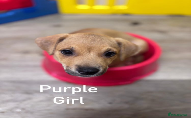 Mixed Breed dogs - Advert 1