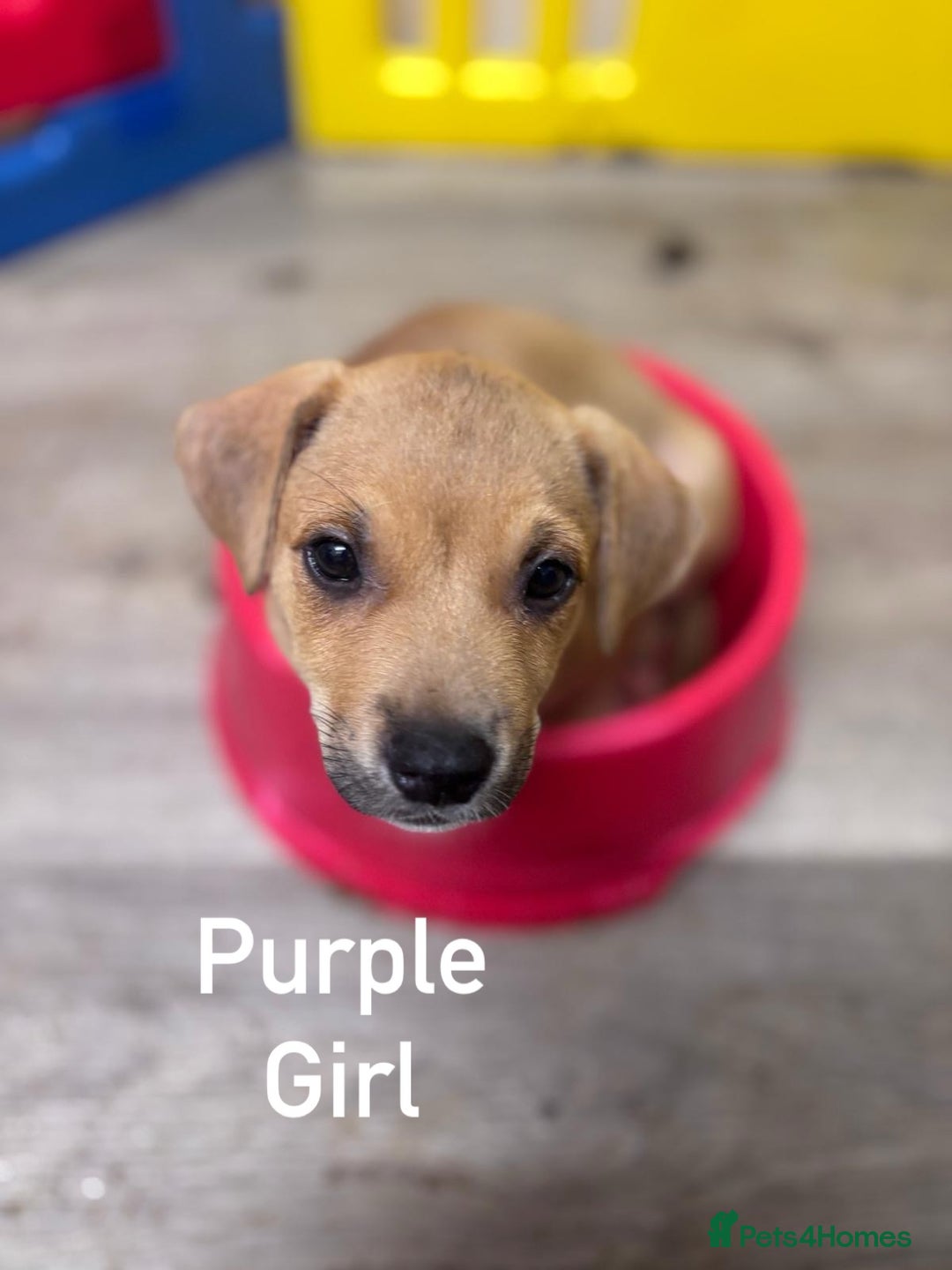 Mixed Breed dogs for sale: Puppies looking for forever homes  - Image 1