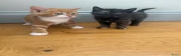 Mixed Breed cats for sale: Stunning female kittens ready soon  in Ilminster - Advert 3