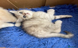 Persian cats for sale: Silver and Cream chinchilla kittens - Image 9