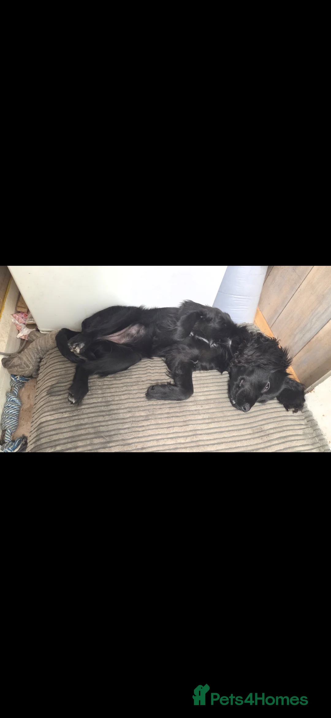 Cockalier dogs for sale: Female cockalier 7 months old  - Advert 2