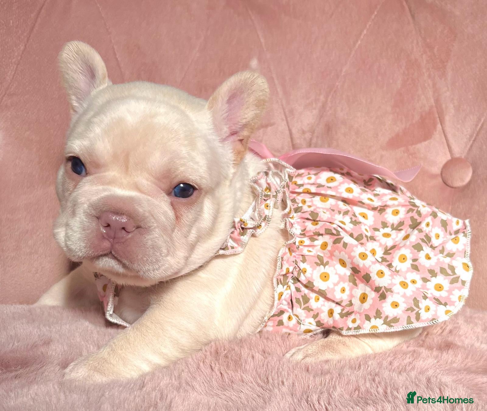 French Bulldog dogs for sale: Chunky puppies in Grays - Advert 2