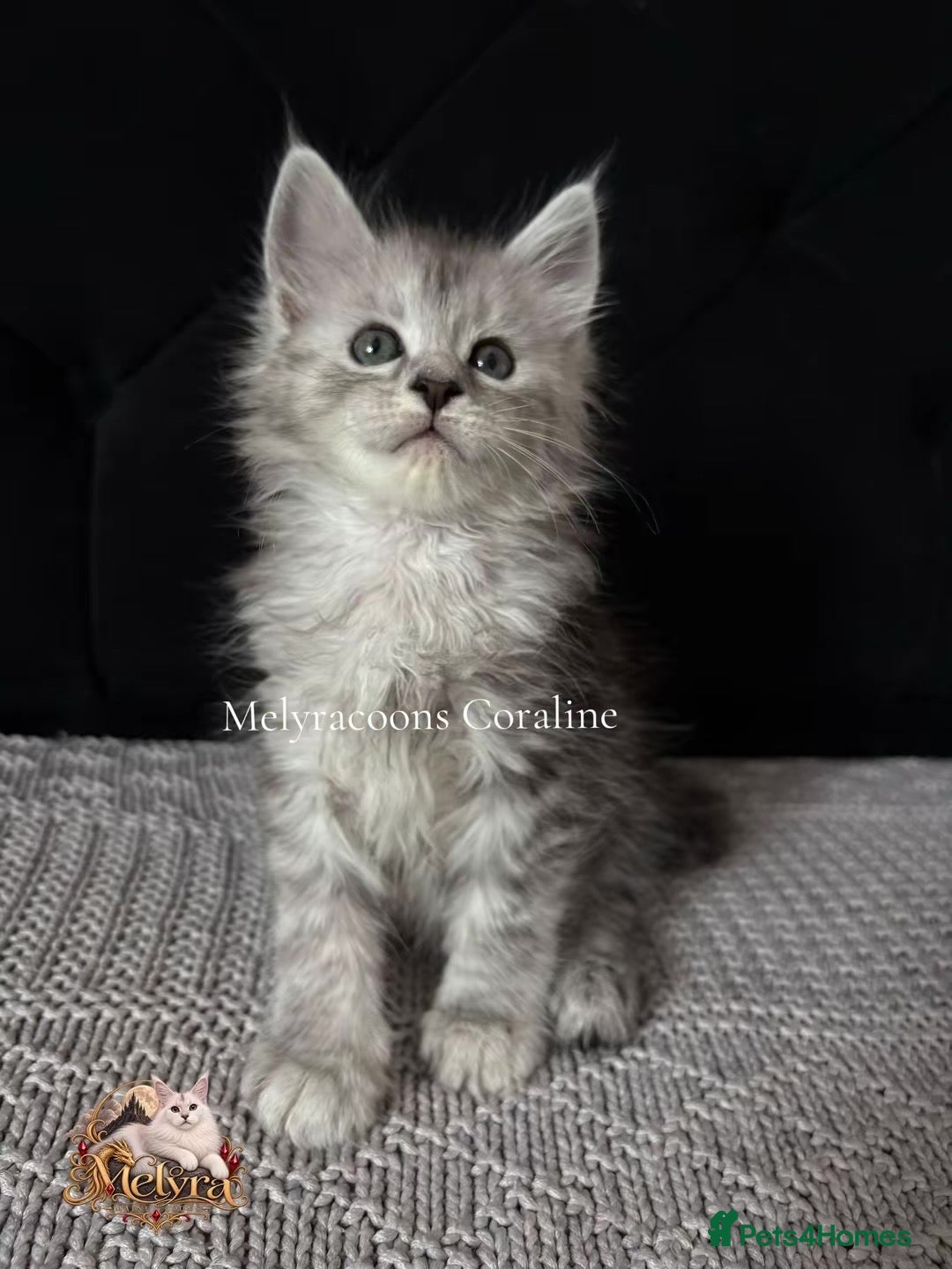 Maine Coon cats ⭐Mainecoons-Champion lines⭐  - Advert 2