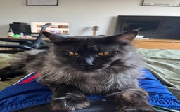 Maine Coon cats for sale: Now sold. TICA black smoke boy looking for a home - Image 6