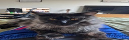 Maine Coon cats for sale: Now sold. TICA black smoke boy looking for a home - Advert 6