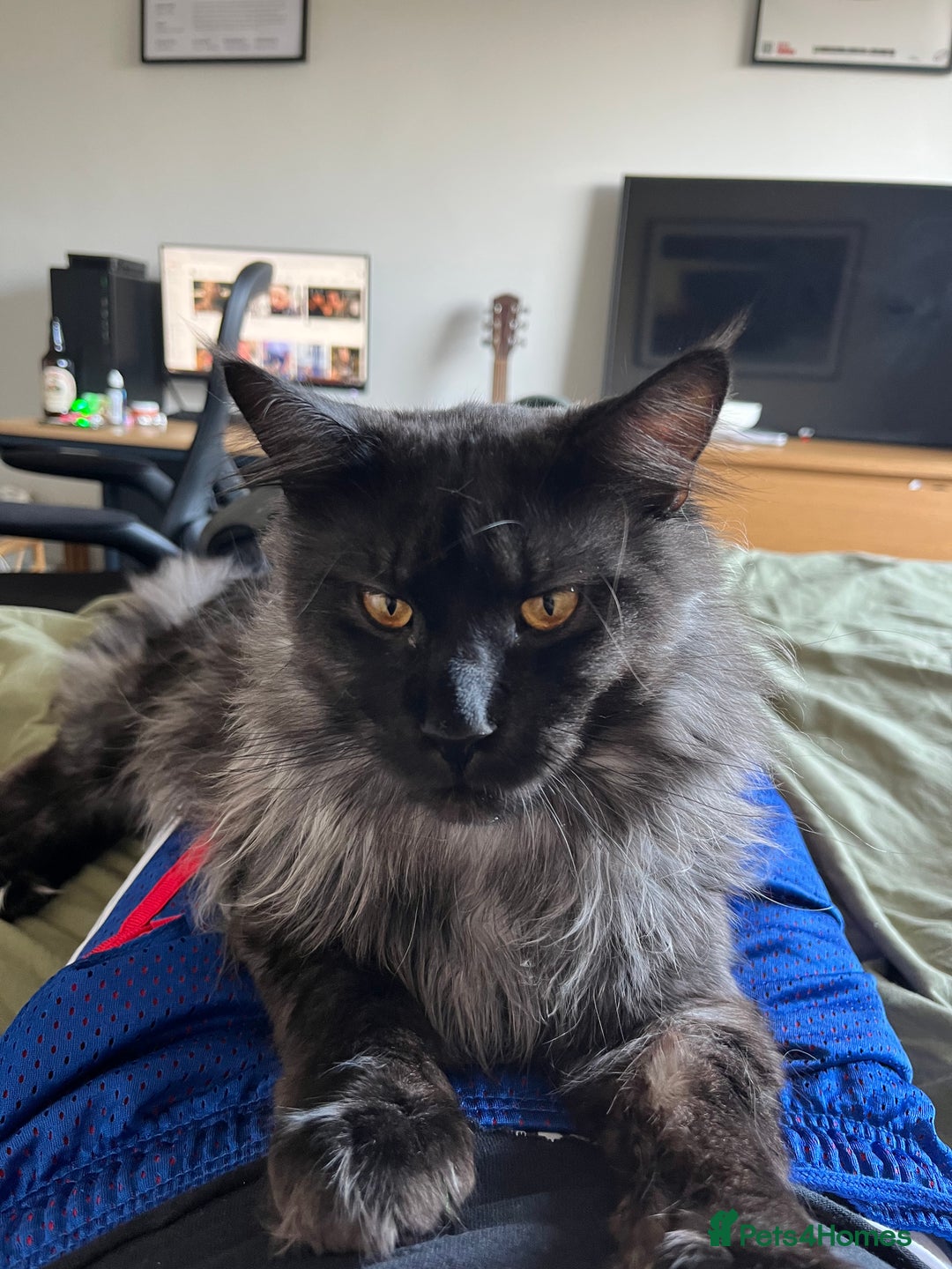 Maine Coon cats for sale: Now sold. TICA black smoke boy looking for a home - Image 6