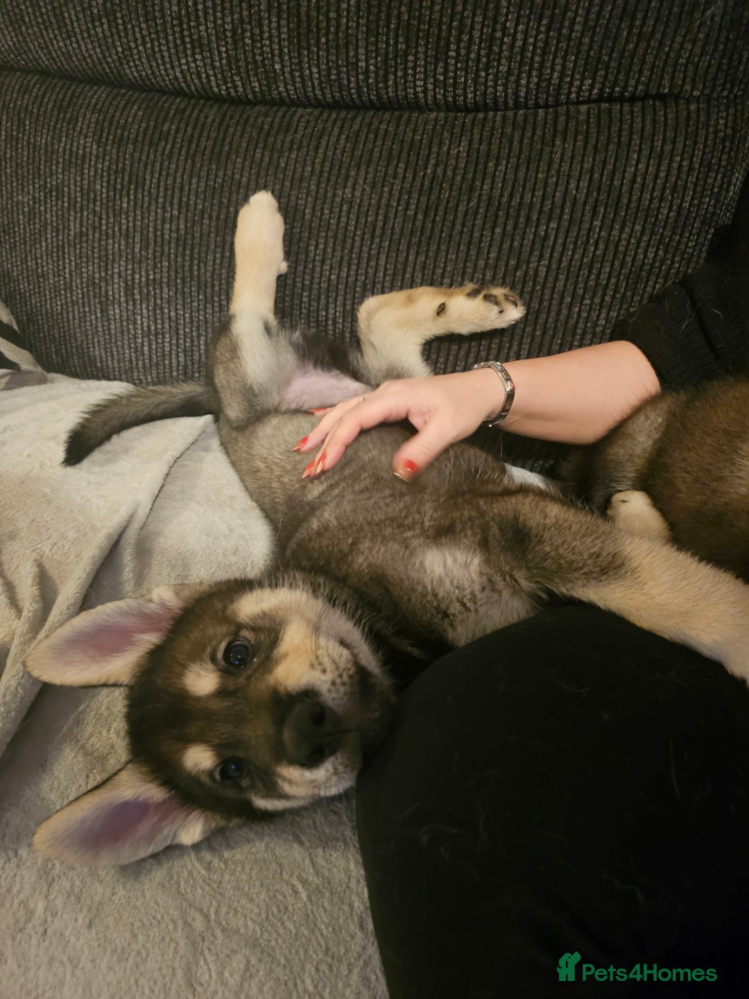 Mixed Breed dogs for sale: Husky × German Shepherd / Malamute Puppies - Advert 9