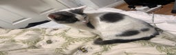 Domestic Shorthair cats for sale: Grey & White Domestic Shorthair Cat for Sale - - Advert 3