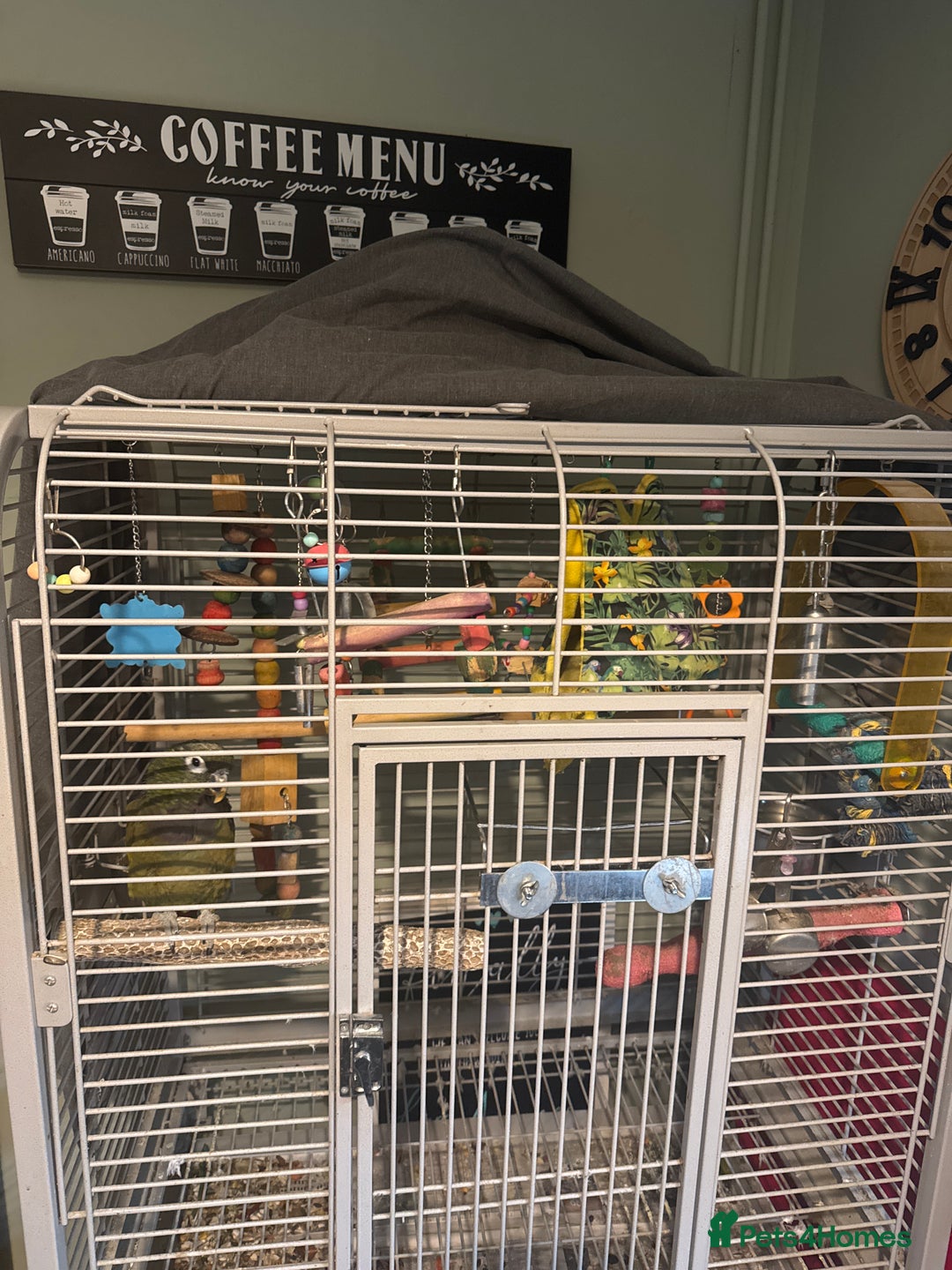 Parrots birds for sale: Parrot  - Advert 2