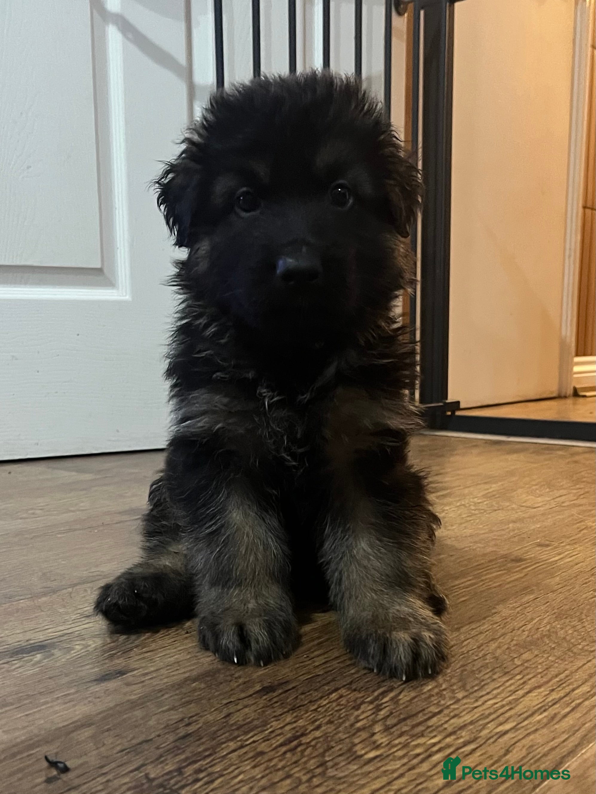 German Shepherd dogs Beautiful German Shepherd Puppies Kc Registered  - Advert 10