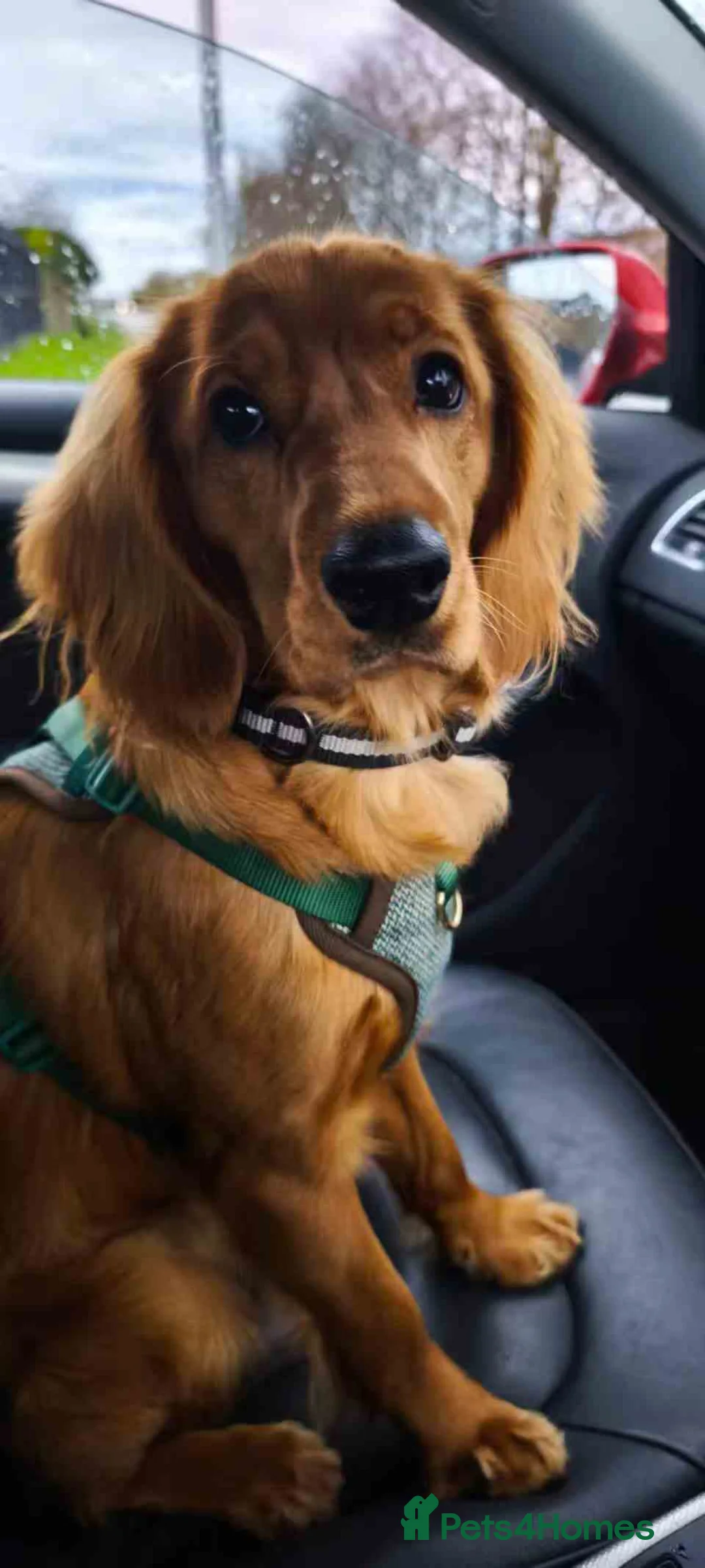 Cockapoo dogs for sale: Handsome Cockapoo/Cocker Spaniel in Montrose - Advert 1