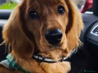 Cockapoo dogs Handsome Cockapoo/Cocker Spaniel in Montrose - Advert 3