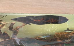 Cichlids fish for sale: Oscars/cichlids - Image 2