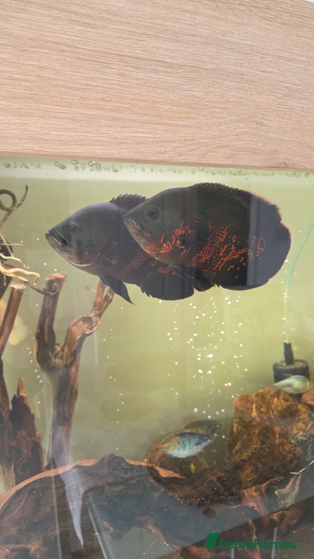 Cichlids fish for sale: Oscars/cichlids - Image 2