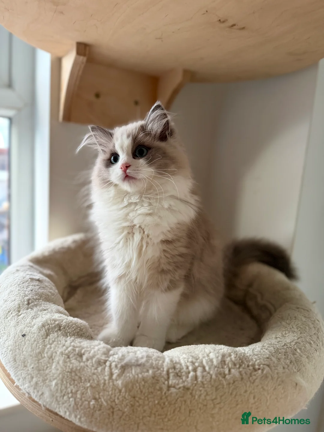 Ragdoll cats for sale: TICA registered cherubim kitten - Advert 7