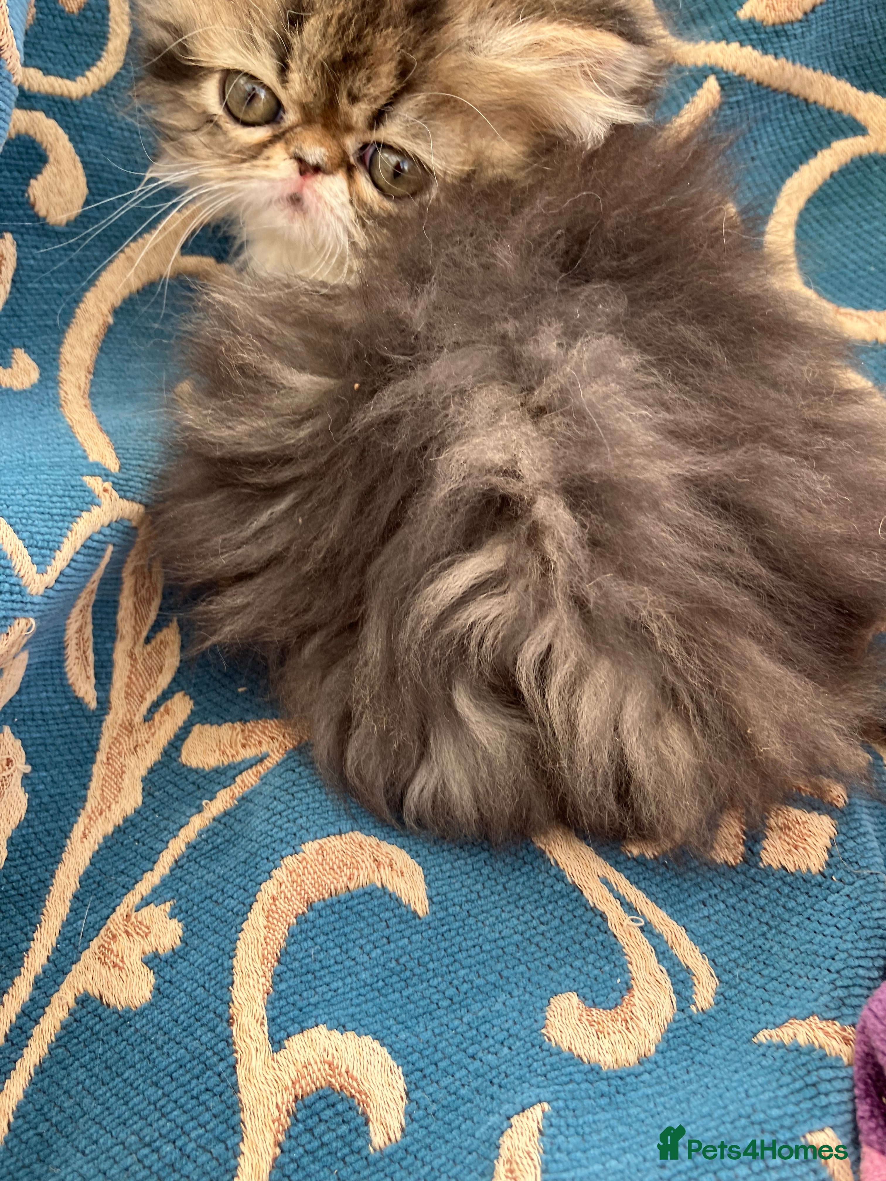 Persian cats Adorable GCCF registered Persian kittens - Advert 2
