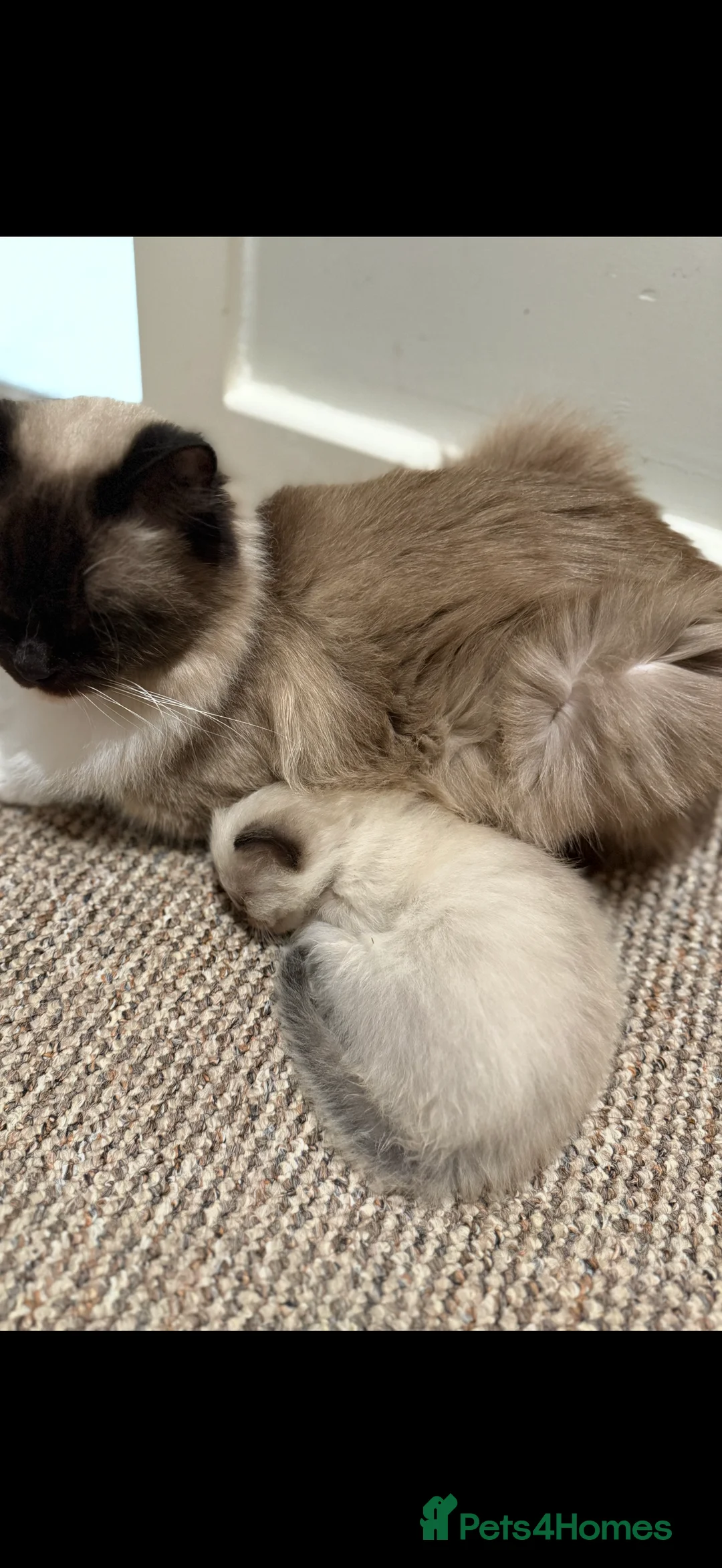 Ragdoll cats for sale: Beautiful Seal Point female Ragdoll kitten - Advert 18
