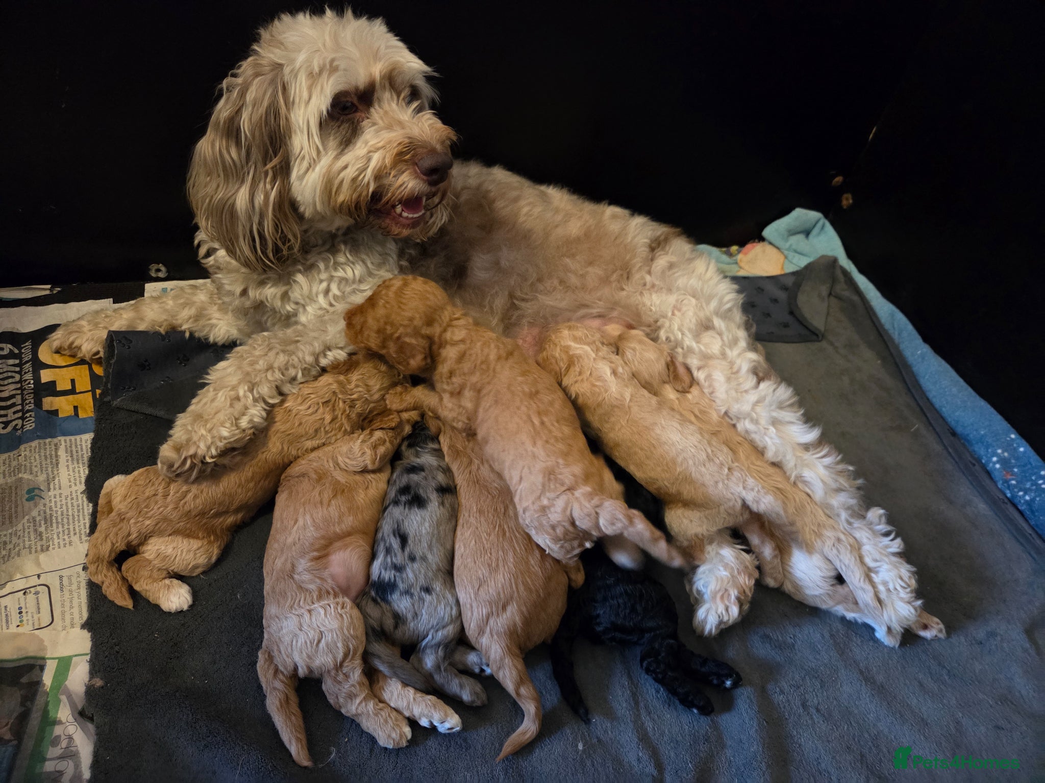 Cockapoo dogs Cockapoo puppies - Advert 5