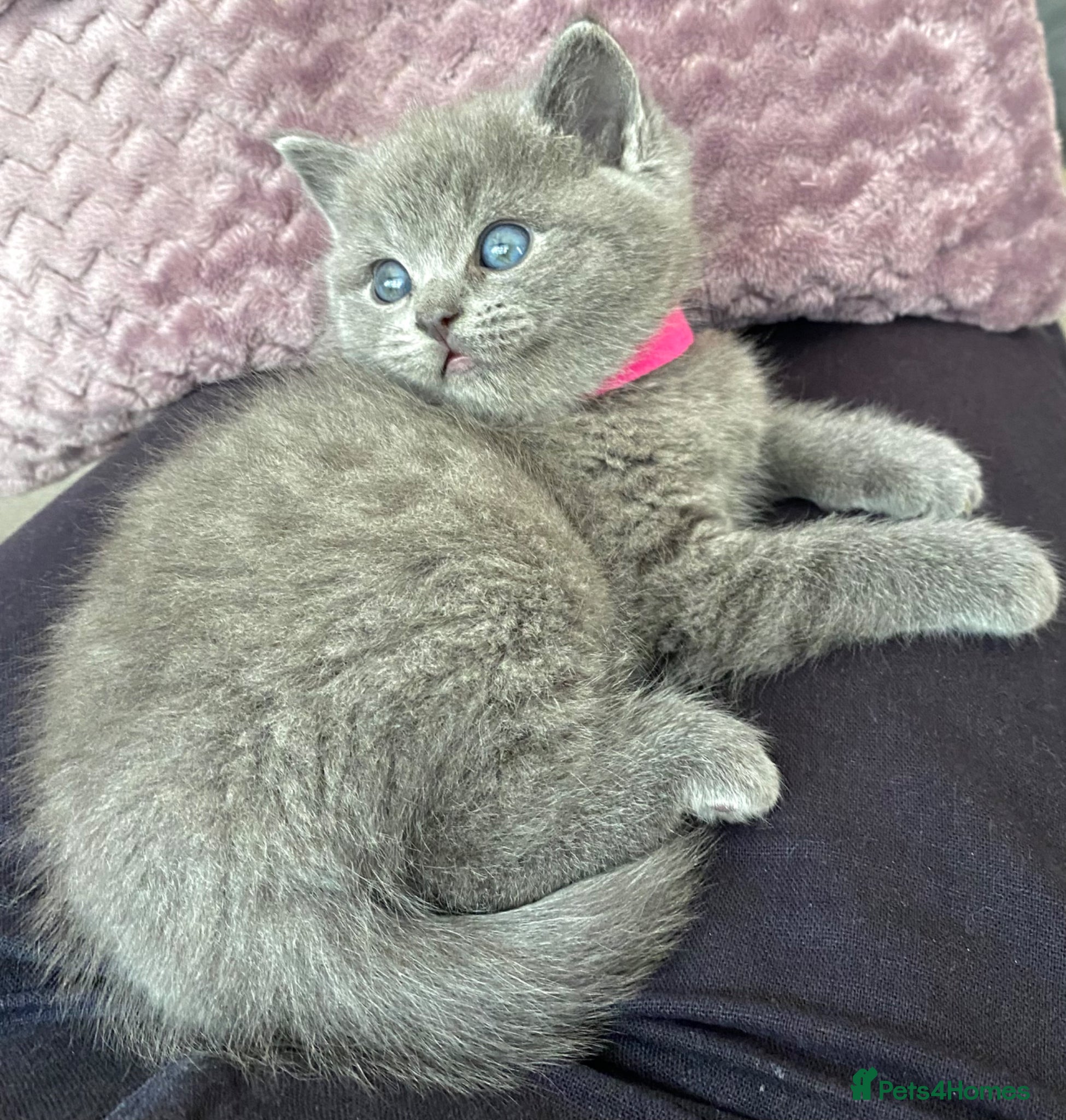 British Shorthair cats British shorthair mix with Ragdoll - Advert 6