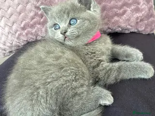 British Shorthair cats British shorthair mix with Ragdoll - Advert 1