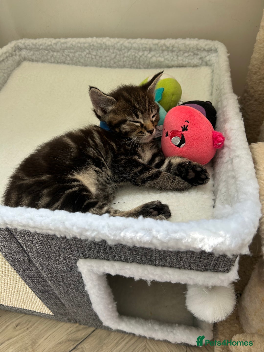 Maine Coon cats for sale: Maine coon cross  - Image 7