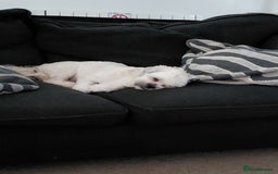 Lhasa Apso dogs for sale: Lhasa Apso 10 months old female - Image 5