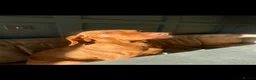 Hungarian Vizsla dogs for sale: Champion KC registered Hungarian Vizsla puppies  - Advert 11
