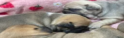 French Bulldog dogs for sale: TOP QUALITY KC REG FRENCH BULLDOG PUPPIES(HEALTHT) - Advert 13
