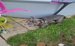 Mixed Breed dogs for sale: 7 month old QUALITY ENGLISH BULLDOG - Image 5