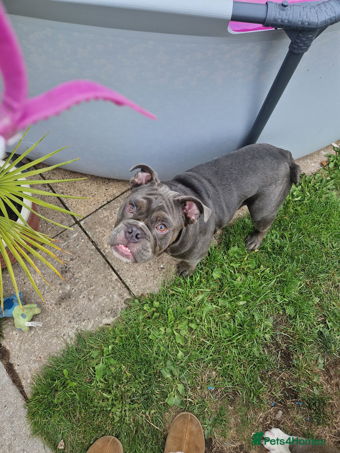 Mixed Breed dogs for sale: 7 month old QUALITY ENGLISH BULLDOG - Image 5