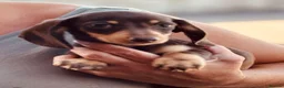 Miniature Dachshund dogs for sale: Ready for new home: KC, PRA clear stunning boy - Advert 4