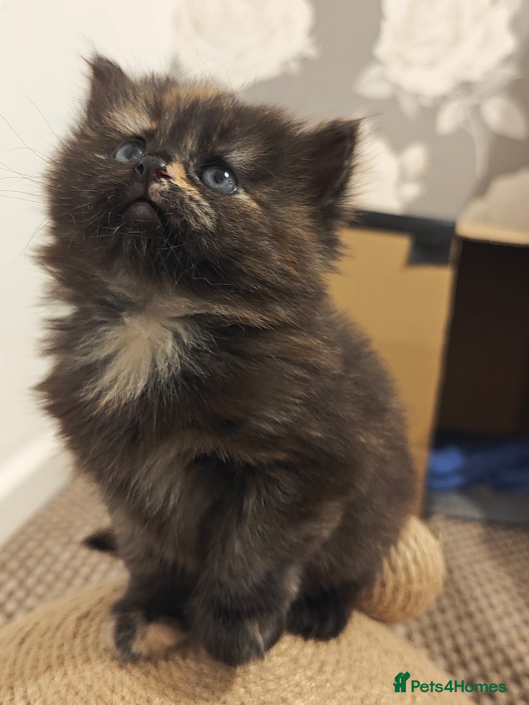 British Longhair cats for sale: British Longhair Cross Kittens  - Advert 10