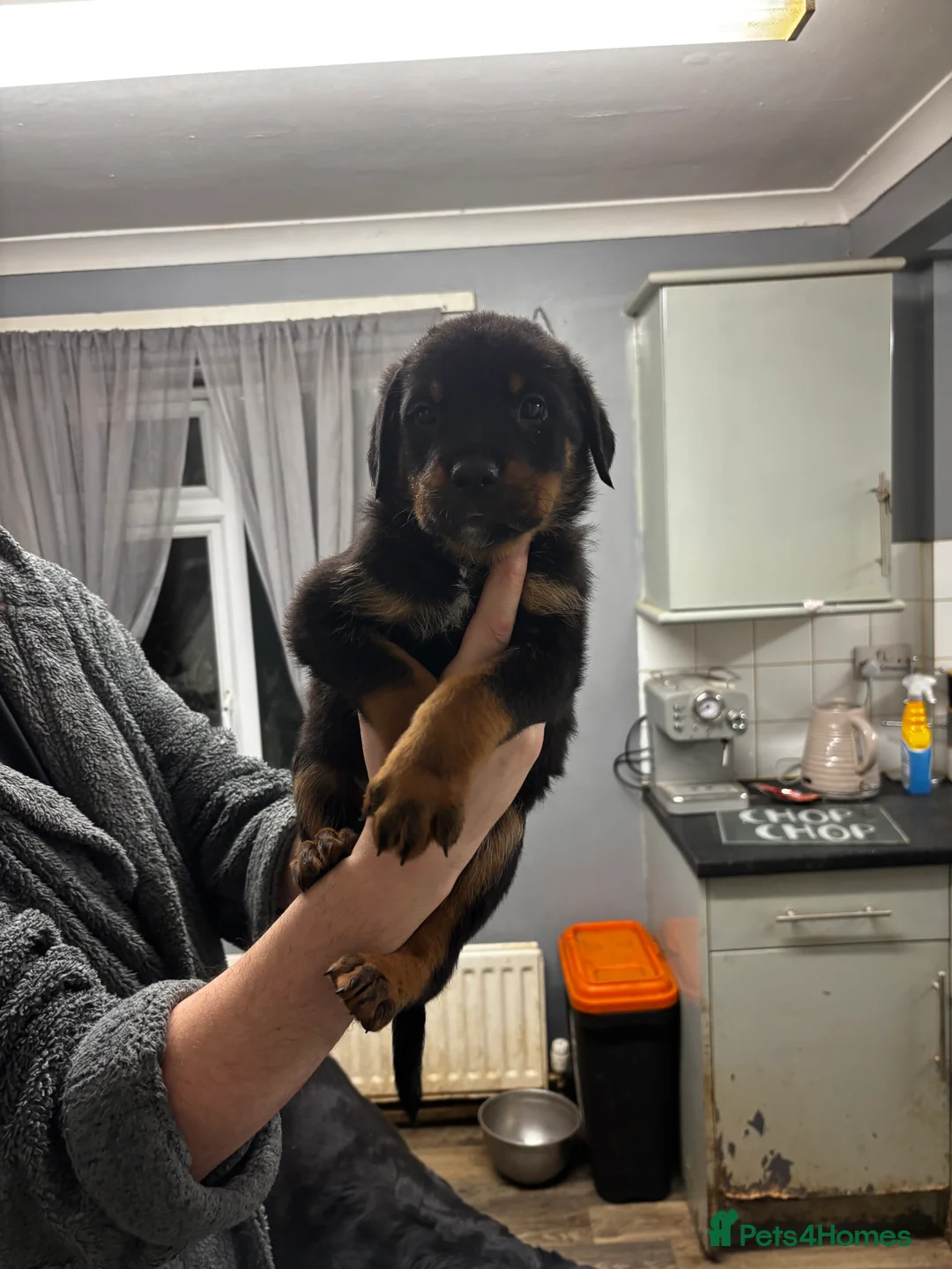 Rottweiler dogs for sale: Rottweiller puppy’s for sale  in Spilsby - Advert 4