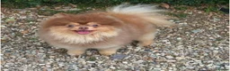 Pomeranian dogs for sale: Chocolate Parti Pomeranian  - Advert 8