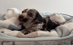 Sprocker dogs for sale: STRIKING SPROCKER SPANIEL PUPPIES  - Image 10