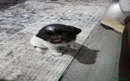 Cocker Spaniel dogs for sale: Cocker spaniel puppys. - Image 9