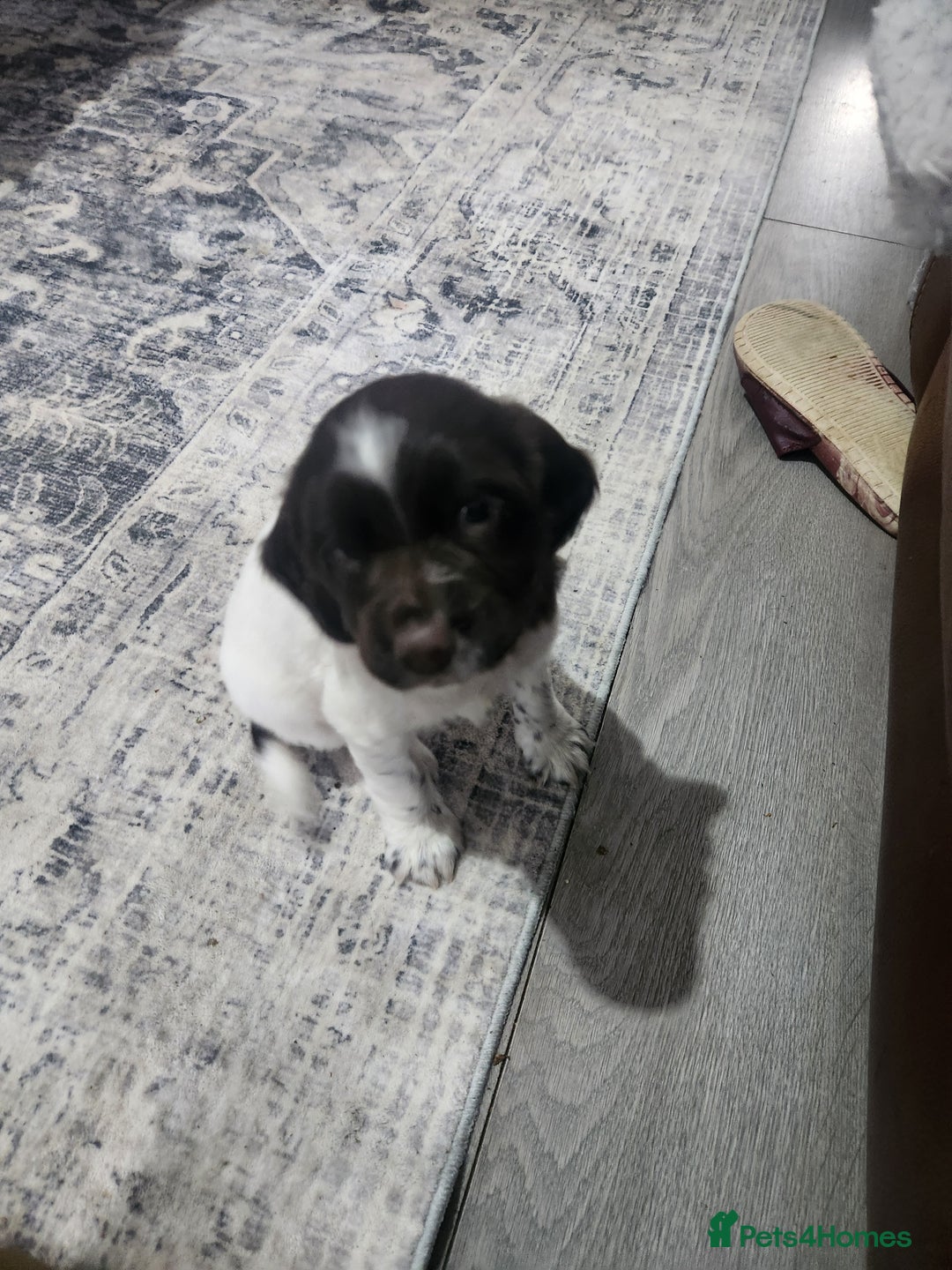 Cocker Spaniel dogs for sale: Cocker spaniel puppys. - Image 9