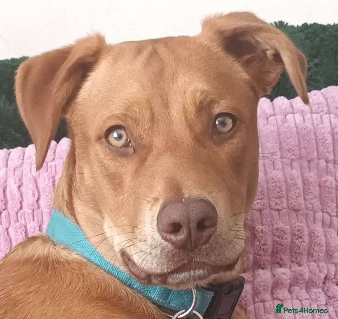Mixed Breed dogs for adoption: NEVILLE 9 month old Collie cross - Image 2