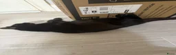 Mixed Breed cats for sale: Beautiful kittens for sale in Thornton Heath - Advert 1
