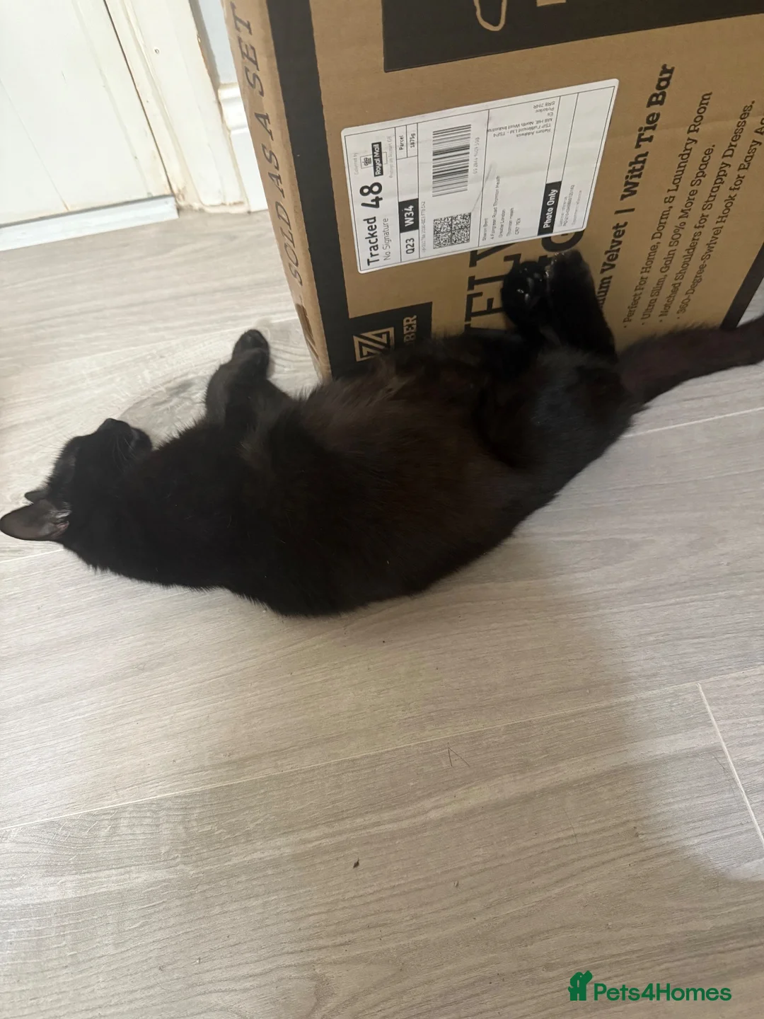 Mixed Breed cats for sale: Beautiful kittens for sale in Thornton Heath - Advert 1