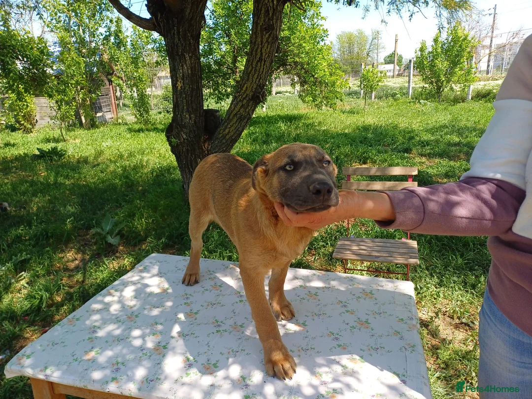 Mixed Breed dogs for adoption: BLUE, a Lovely Puppy Boy - for a Loving Home in Nottingham - Advert 23